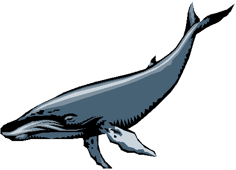 whale, eco tour, Whale Watching, Nature trips, eco tours off the San Mateo, San Francisco,california fishing, whale, watch, watching, whales, whale watching, gray, gray whales, humpback, humpback whales, grey, half moon bay, half, moon, bay, Bay area coast of California.